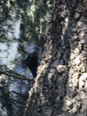 Sciurus carolinensis