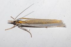 Orocrambus angustipennis