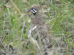 Geophaps scripta scripta