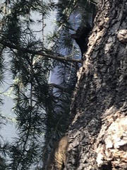 Sciurus carolinensis