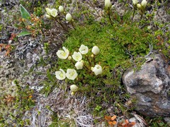 Gentianella decumbens