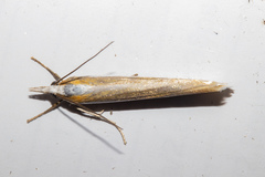 Orocrambus angustipennis