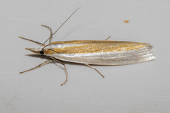 Orocrambus angustipennis