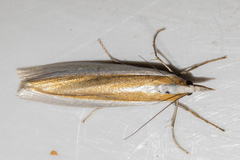 Orocrambus angustipennis