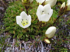 Gentianella decumbens