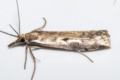 Scoparia exilis