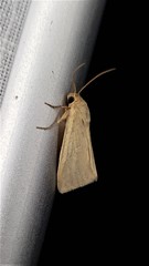 Heliocheilus moribunda