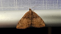 Chrysolarentia mecynata