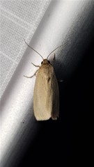 Heliocheilus moribunda