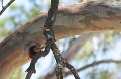 Todiramphus sanctus sanctus