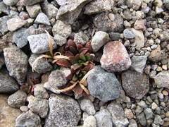 Epilobium margaretiae