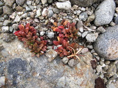 Epilobium margaretiae
