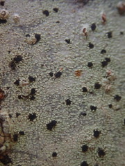 Bacidia macrospora