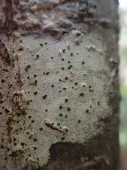 Bacidia macrospora