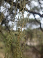 Usnea nidifica