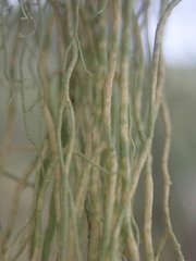Usnea nidifica