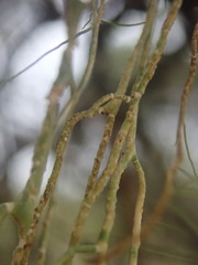 Usnea nidifica