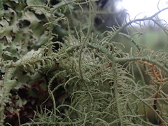Usnea baileyi