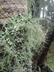 Usnea baileyi