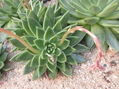 Echeveria agavoides
