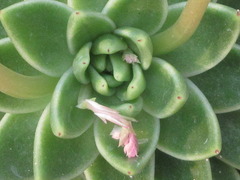Echeveria agavoides