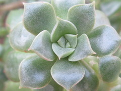 Echeveria