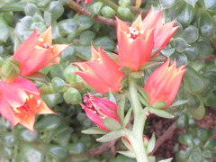 Echeveria