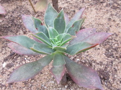 Aeonium