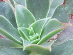 Aeonium