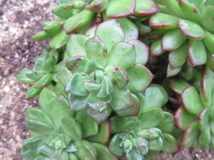 ×sedeveria