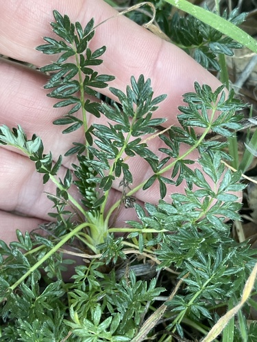 California Sheepburr foliage