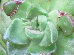 ×sedeveria
