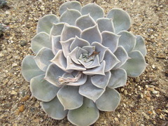Echeveria