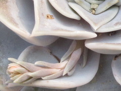 Echeveria