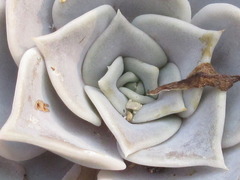 Echeveria