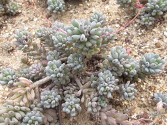 Graptopetalum pachyphyllum