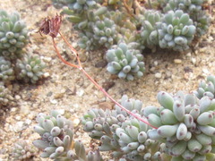 Graptopetalum pachyphyllum