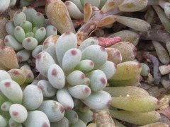 Graptopetalum pachyphyllum