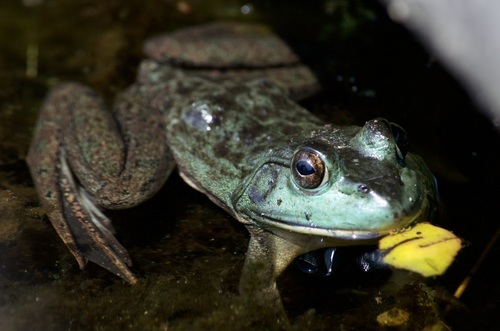 American Bullfrog photographed in New Hampshire