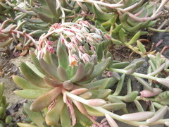 Pachyphytum hookeri
