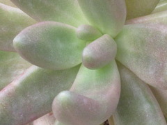 Pachyphytum hookeri