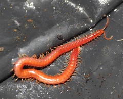 Strigamia bothriopus