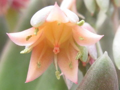 Pachyphytum hookeri