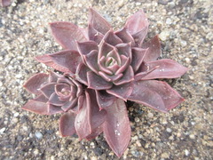 Echeveria