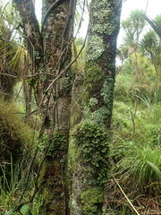 Heterodermia obscurata