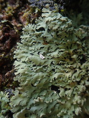 Heterodermia obscurata