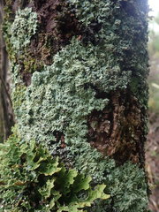 Heterodermia obscurata