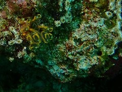 Clavelina detorta