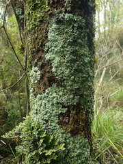 Heterodermia obscurata