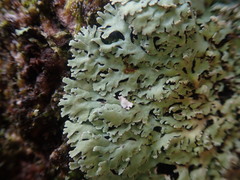 Heterodermia obscurata